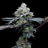 🎁 Super Runtz Seeds (100% off)